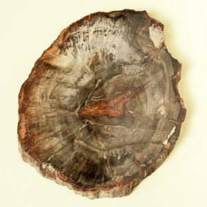 Versteend Hout