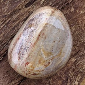 Versteend Hout gepolijst