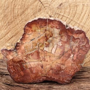Versteend Hout schijf