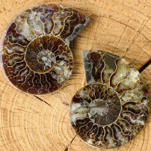 Ammoniet fossiel paar 85 mm