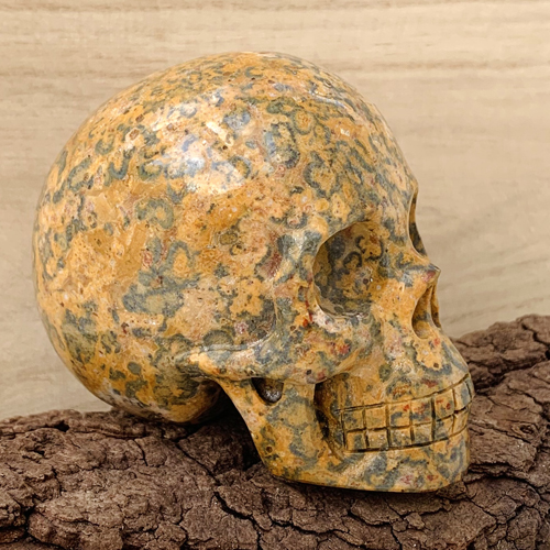 Rhyoliet schedel skull