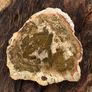 Fossiel hout schijfje 100 gram