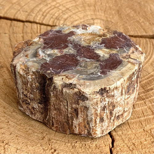 Versteend hout 386 gram ruw-gepolijst